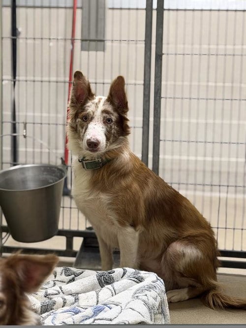 Photo of Carol, adoptable Border Collie in Santa Maria, California