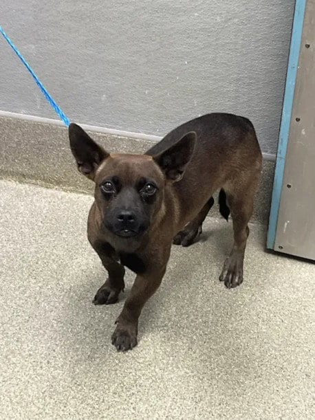 Photo of Umbra, adoptable Chihuahua in Las Vegas, Nevada