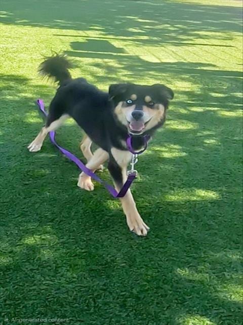 Photo of Carmel, adoptable Siberian Husky in Martinez, California