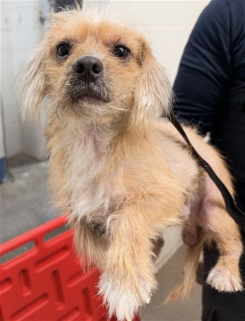 Photo of Pumpkin Spice, adoptable Maltese in San Bernardino, California