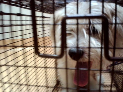Photo of Maxwell Smart, adoptable Terrier in Martinez, California