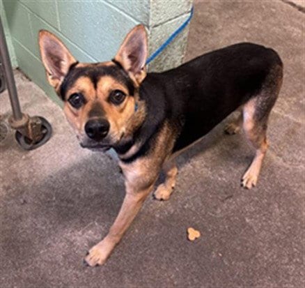 Photo of Scooby, adoptable German Shepherd Dog in Sacramento, California