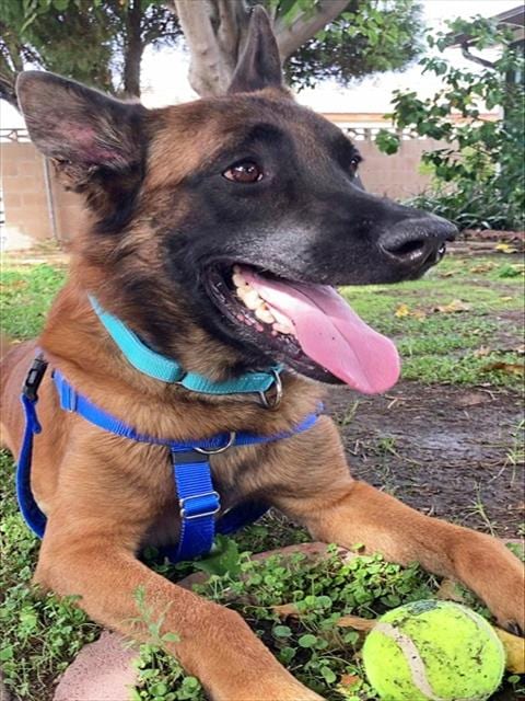 Photo of Storm, adoptable Belgian Shepherd Malinois in Riverside, California