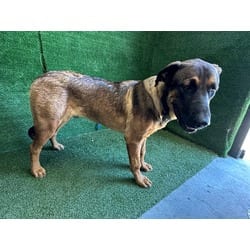 Photo of Makani, adoptable German Shepherd Dog in Lancaster, California