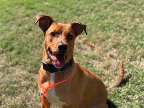 Photo of Frosty Friend, adoptable Labrador Retriever in Tulsa, Oklahoma