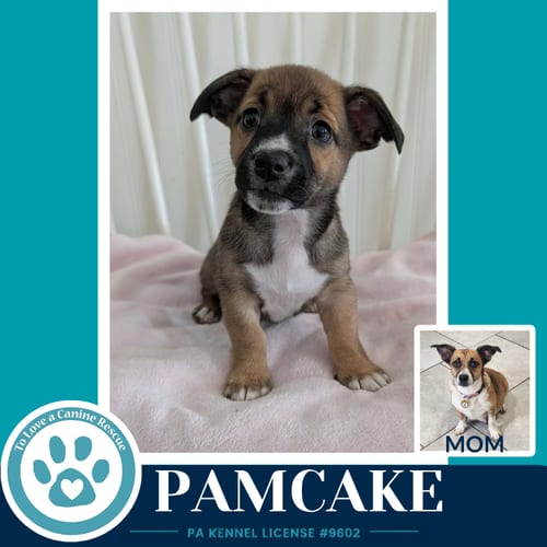 Photo of Pamcake (Betty's Babble Bunch) 070126, adoptable Corgi in Kimberton, Pennsylvania