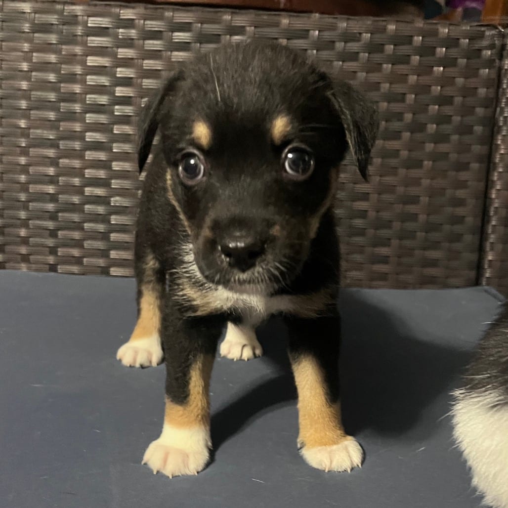 Photo of Cantaloupe, adoptable Shepherd / Retriever, Labrador in Kanab, Utah