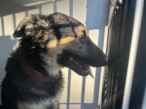 Photo of A663345, adoptable German Shepherd Dog in Houston, Texas