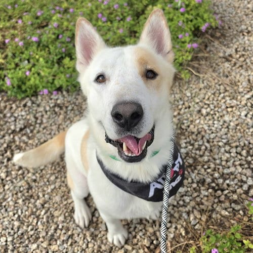 Photo of Fiskars, adoptable Husky in Mesa, Arizona