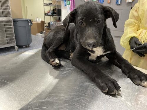 Photo of A1935704, adoptable German Shepherd Dog in Thousand Palms, California