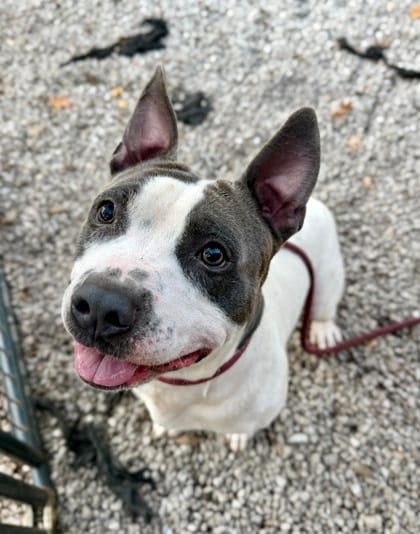 Photo of Chance, adoptable dog in Chamblee, Georgia