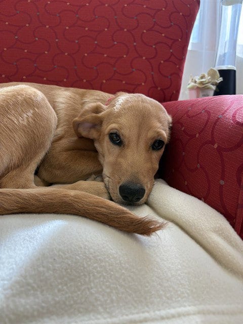 Photo of Berkley, adoptable Labrador Retriever in Brewster, Massachusetts