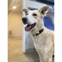 Photo of Sonny, adoptable Collie Border Terrier in Melbourne, Arkansas