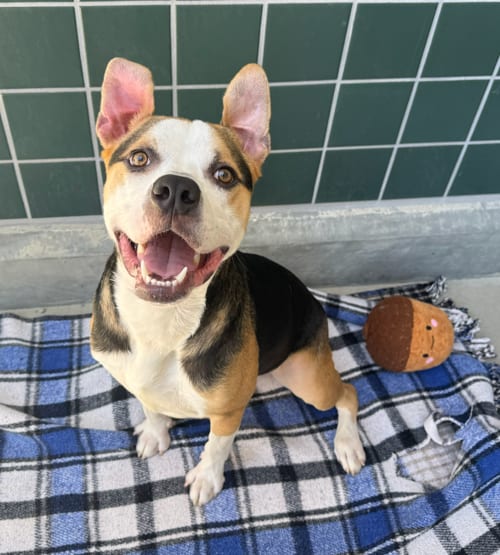 Photo of Yoshi, adoptable Pit Bull Terrier in Chula Vista, California