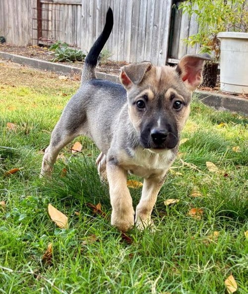 Photo of Onyx, adoptable Dogo Argentino in Sacramento, California