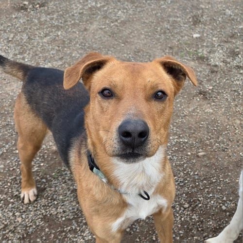 Photo of Scotty, adoptable Black Mouth Cur in Yreka, California