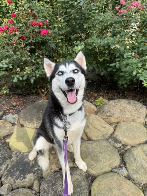 Photo of Farrah, adoptable Siberian Husky in Roswell, Georgia