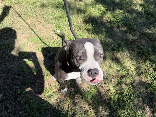 Photo of Mojo, adoptable American Pit Bull Terrier in Garland, Texas