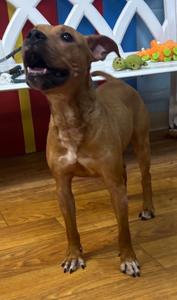 Photo of Keebler, adoptable Mixed Breed in Ocala, Florida