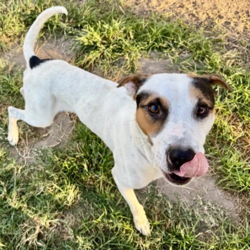 Photo of Jarvis, adoptable Staffordshire Bull Terrier in Houston, Texas