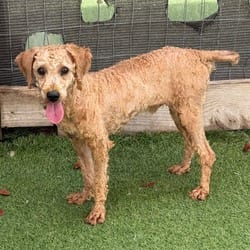Photo of Gizmo 4497, adoptable Poodle (Miniature) in Loxahatchee, Florida