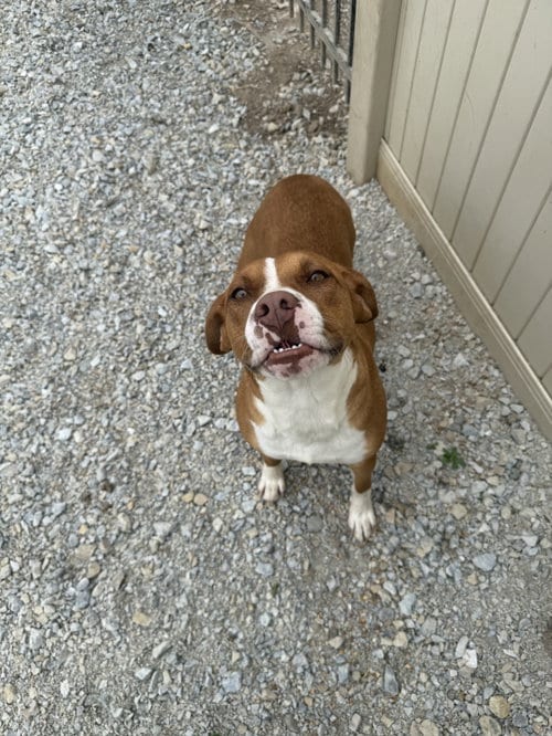 Photo of Tawny, adoptable American Pit Bull Terrier in Corning, Arkansas