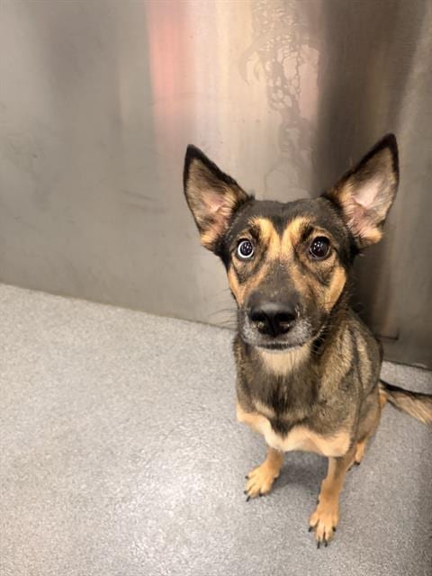 Photo of Sol, adoptable Mixed Breed