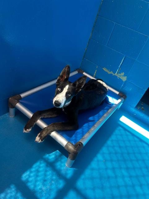 Photo of A170036, adoptable Border Collie in Bakersfield, California