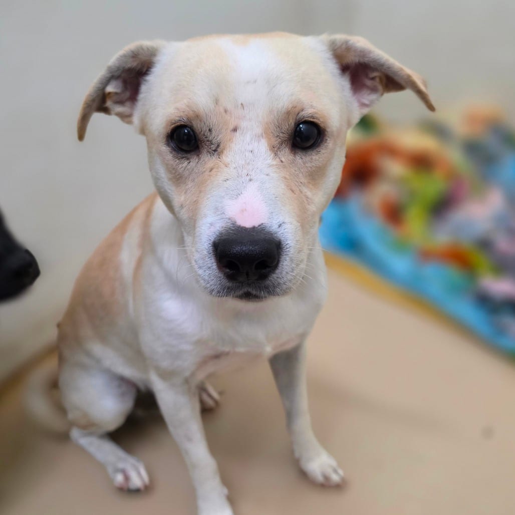 Photo of John Digby - City of Industry Location, adoptable Terrier / Mix