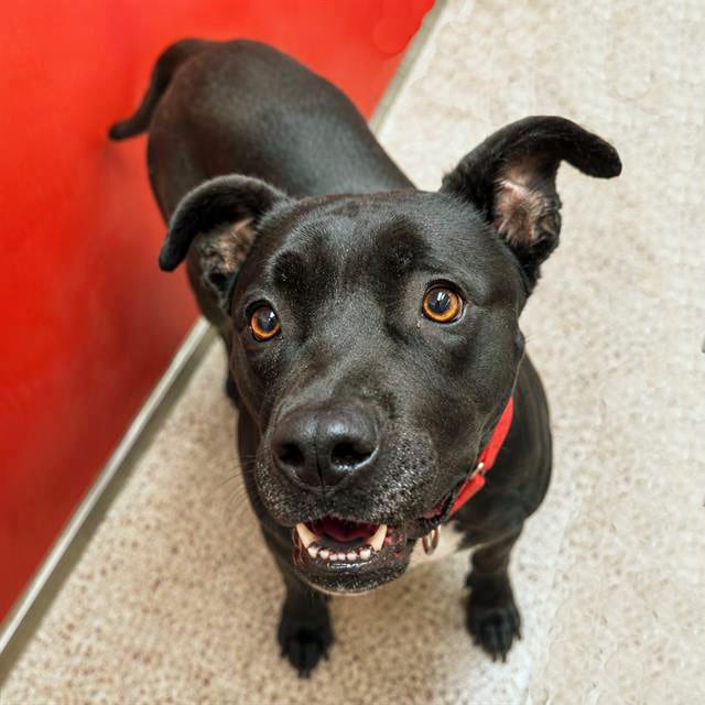 Photo of Dorothy, adoptable dog