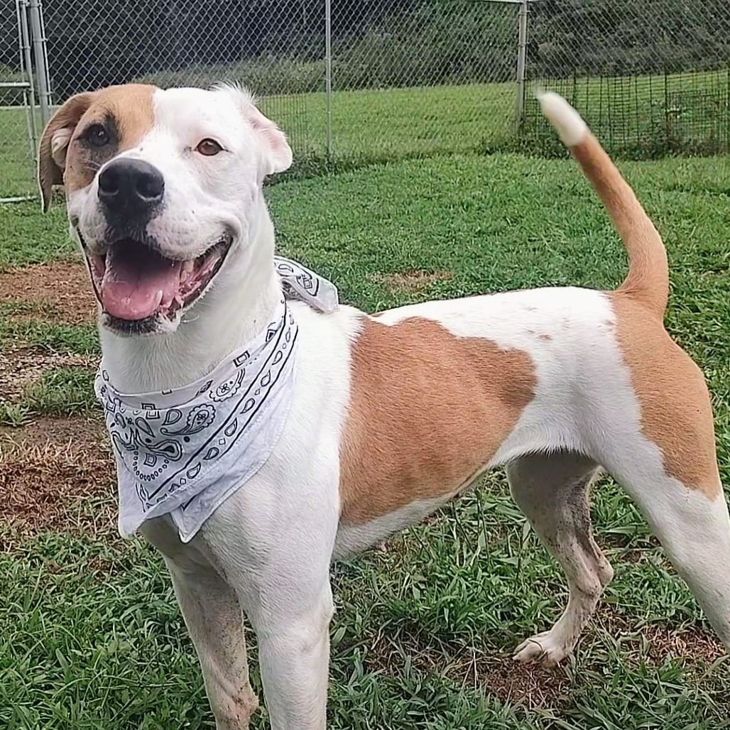 Photo of Tear Drop, adoptable Terrier, Pit Bull / Mix