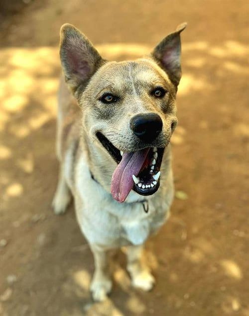 Photo of Blade, adoptable Siberian Husky in Sacramento, California