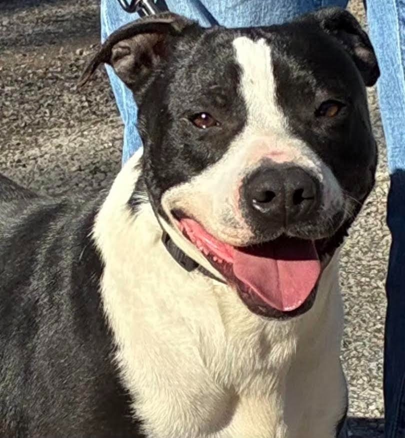 Photo of Banksy, adoptable Mixed Breed in Crossville, Tennessee