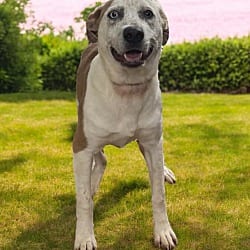 Photo of Fawn, adoptable Hound (Unknown Type) in Wagener, South Carolina