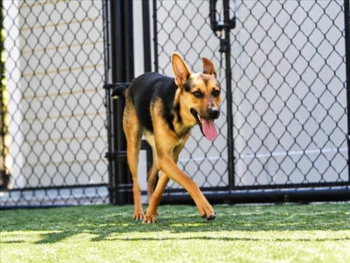 Photo of Lola, adoptable Australian Cattle Dog/Blue Heeler in Norco, California