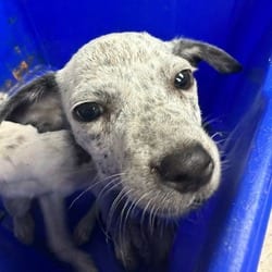 Photo of Tres, adoptable Mixed Breed (Small) in Lakeland, Florida