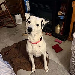 Photo of Scarlett-Columbia, SC, adoptable Dalmatian in Southern CA, California