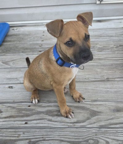 Photo of Bruno, adoptable Black Mouth Cur in Houston, Texas