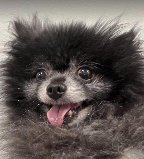 Photo of Fluffy in TX, adoptable Pomeranian in Cranston, Rhode Island