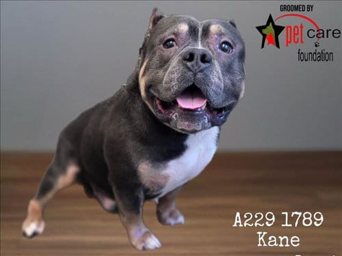 Photo of Kane, adoptable American Bulldog in Los Angeles, California