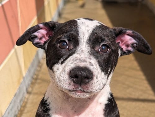 Photo of Sage, adoptable Australian Cattle Dog/Blue Heeler in Redwood City, California