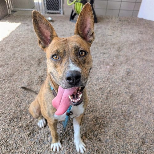 Photo of Mimi, adoptable Basenji in Mesa, Arizona