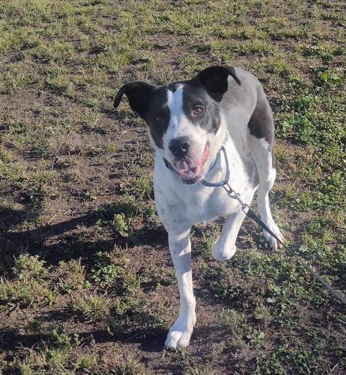 Photo of Percy, adoptable Border Collie in Brooklyn Center, Minnesota