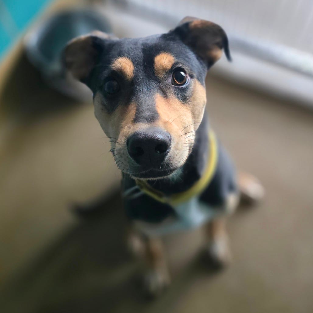 Photo of Big Cowboy, adoptable Shepherd / Mix in San Antonio, Texas