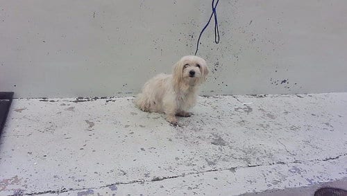 Photo of A2096488, adoptable Shih Tzu in Houston, Texas