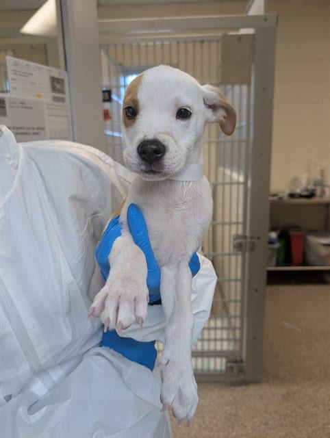 Photo of Gregorio, adoptable Australian Cattle Dog/Blue Heeler in Pueblo, Colorado