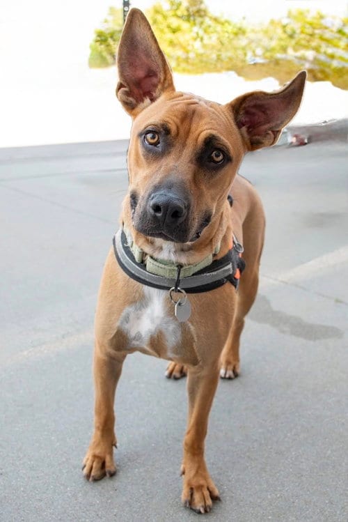 Photo of Tater, adoptable Boxer in Omaha, Nebraska