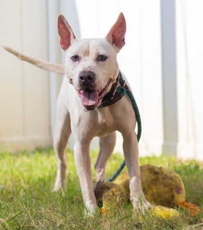 Photo of Ranch Dressing, adoptable dog in Chamblee, Georgia