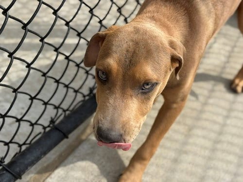 Photo of Daxter, adoptable Pit Bull Terrier in Tulsa, Oklahoma