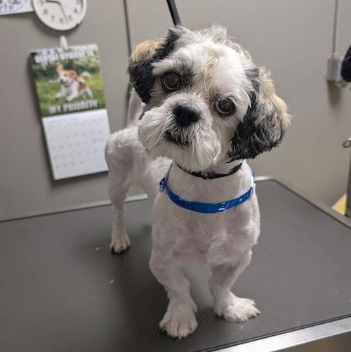 Photo of Silva, adoptable Shih Tzu in Las Vegas, Nevada